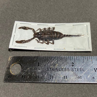 Small Scorpion Pair