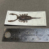Small Scorpion Pair