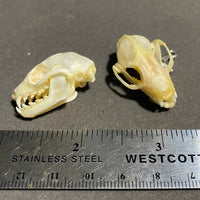 Short-Nosed Fruit Bat Skull