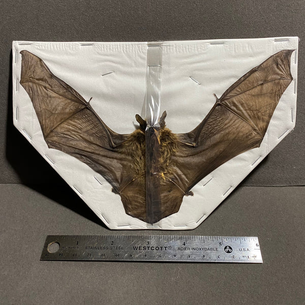 Spread Vesper Bat